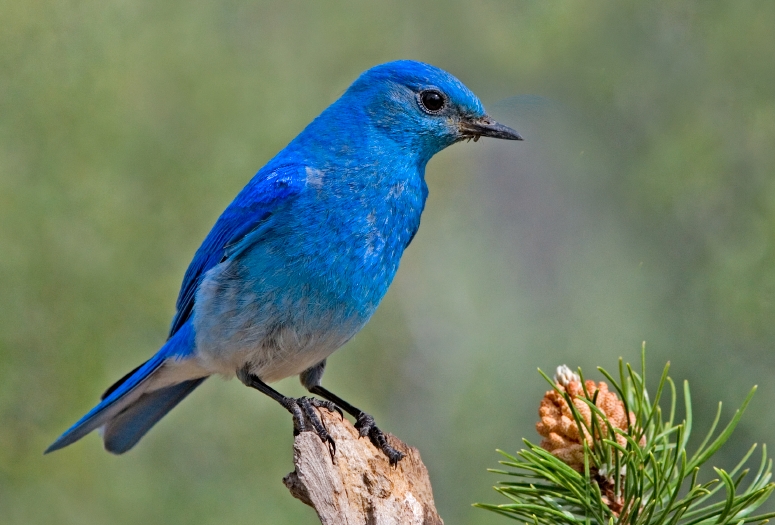 By Elaine R. Wilson - NaturesPicsOnline, CC BY-SA 2.5, https://commons.wikimedia.org/w/index.php?curid=989201